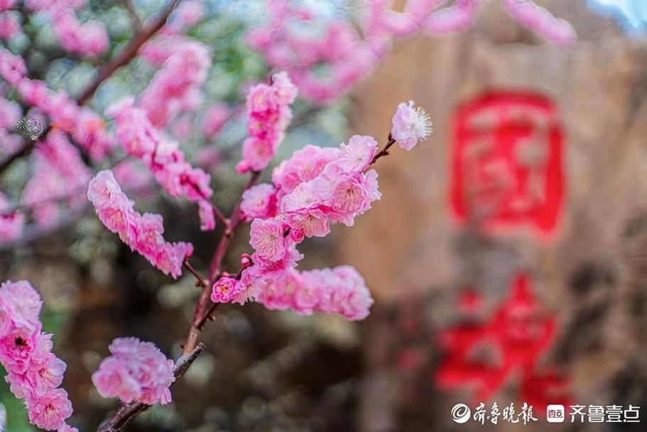 美得可做屏保！青島梅園迎來(lái)“盛花期”