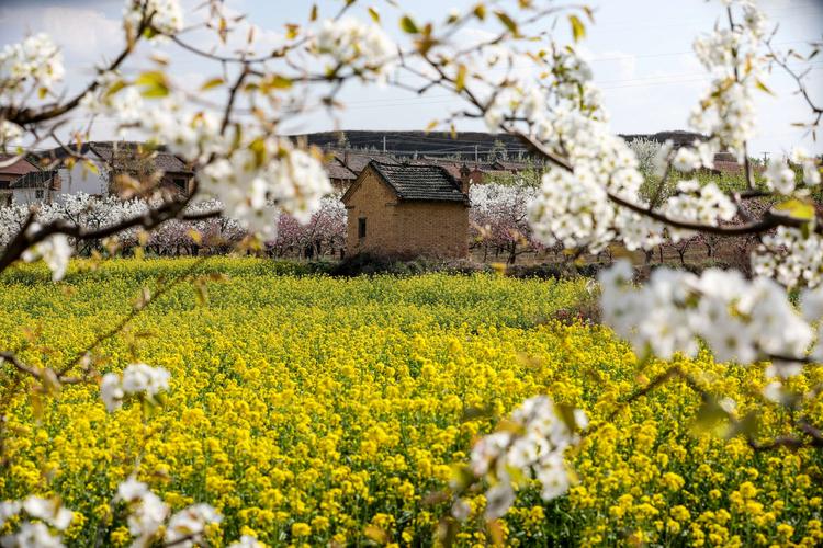 福建連江：油菜花桃花梨花齊綻放