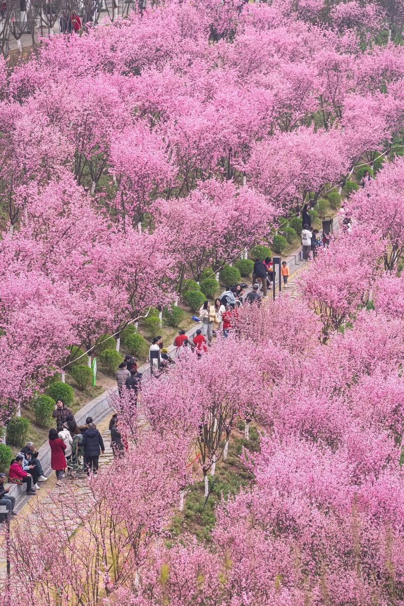 春日暖陽人間美好，寶雞植物園梅花綻放，游人放飛心情