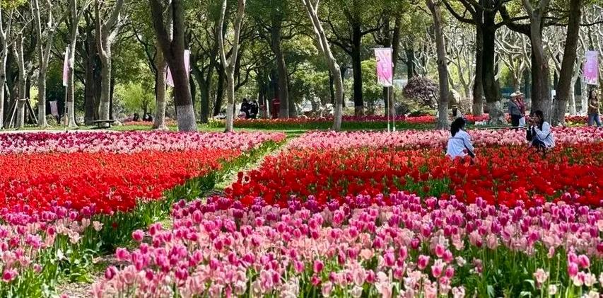 申工社福利到！送票110張！去上海四季花港，一站式”體驗(yàn)200萬(wàn)株郁金香海！