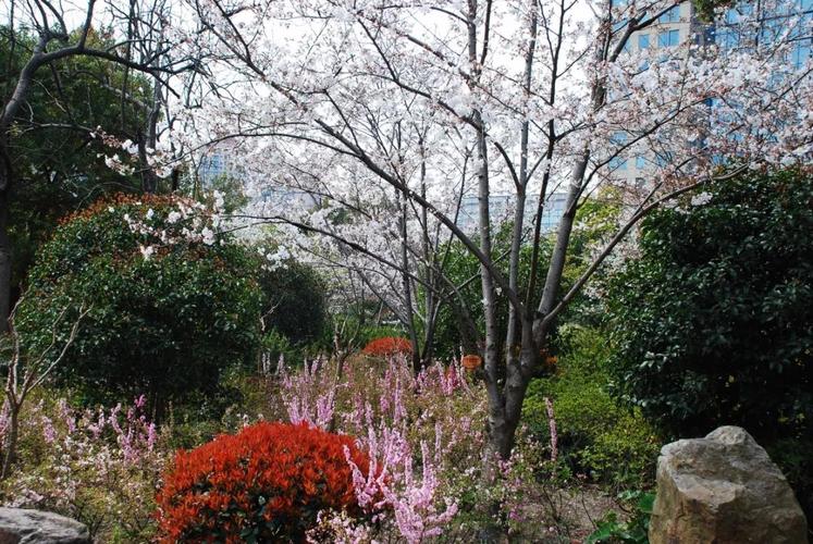 長(zhǎng)風(fēng)公園櫻花苑進(jìn)入最佳觀賞期
