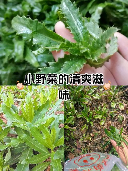 春夏季最毒野菜黑名單！長(zhǎng)得像香椿別亂摘