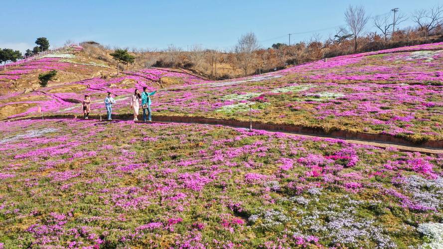 山亭開啟“山花爛漫里踏青”主題春季文旅活動(dòng)