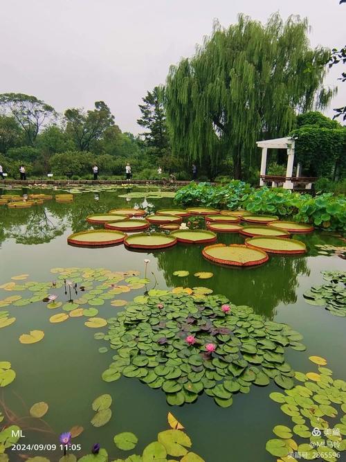 3月29日，北京蓮花池公園的奇異景觀