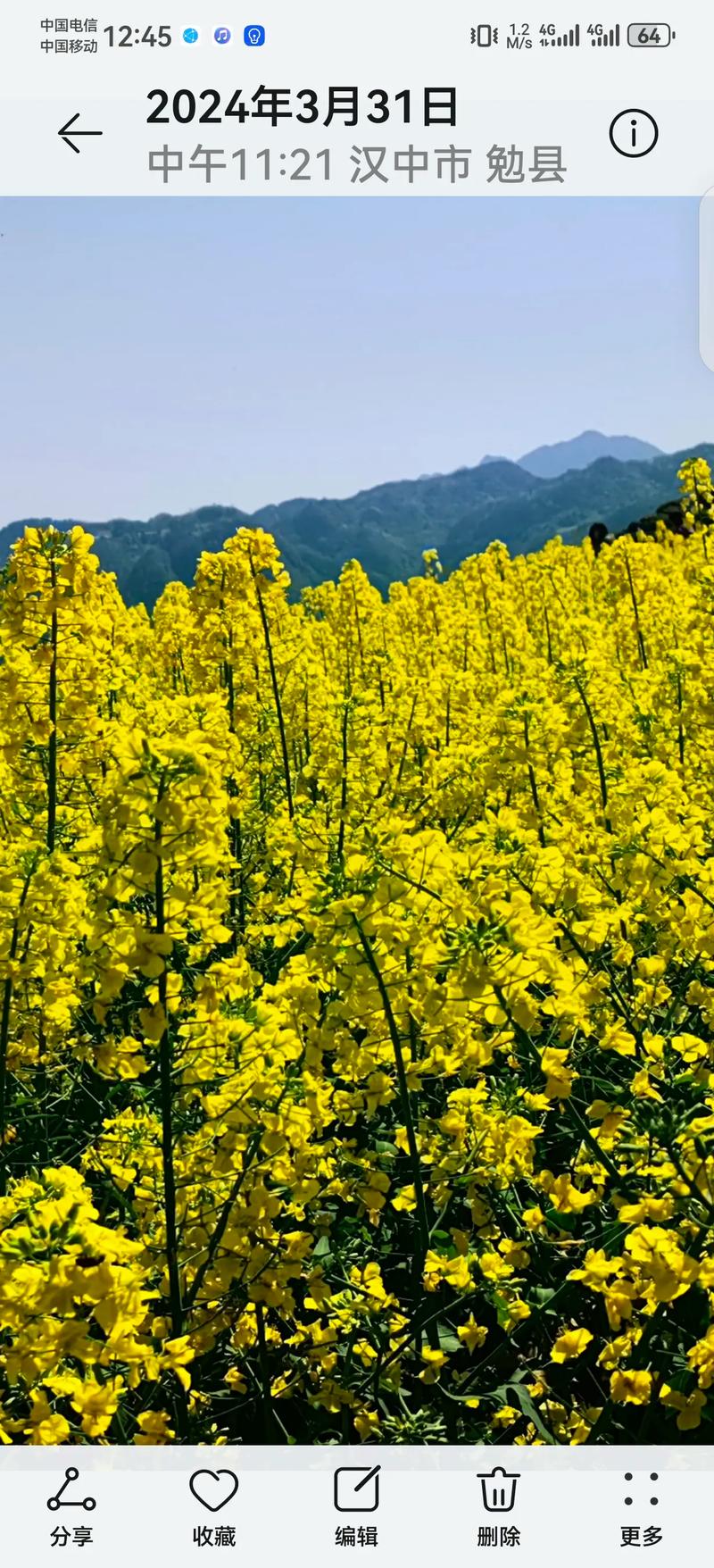 陜西漢中油菜花金黃盛開，美不勝收！
