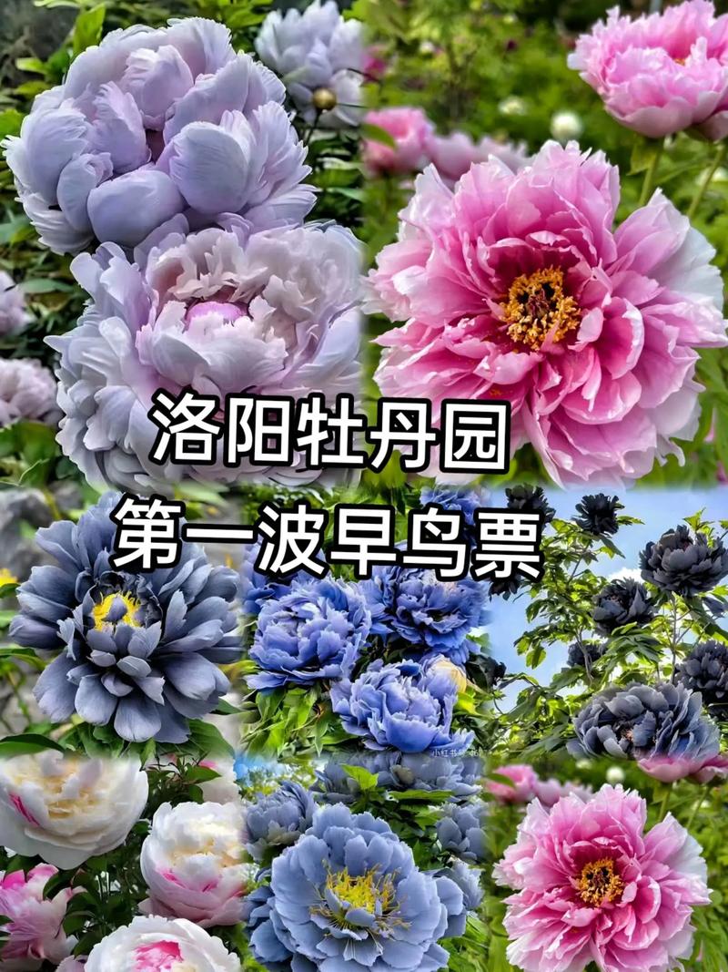 【文旅瀍河】火爆“出圈”洛陽牡丹九色同現(xiàn)登上熱搜