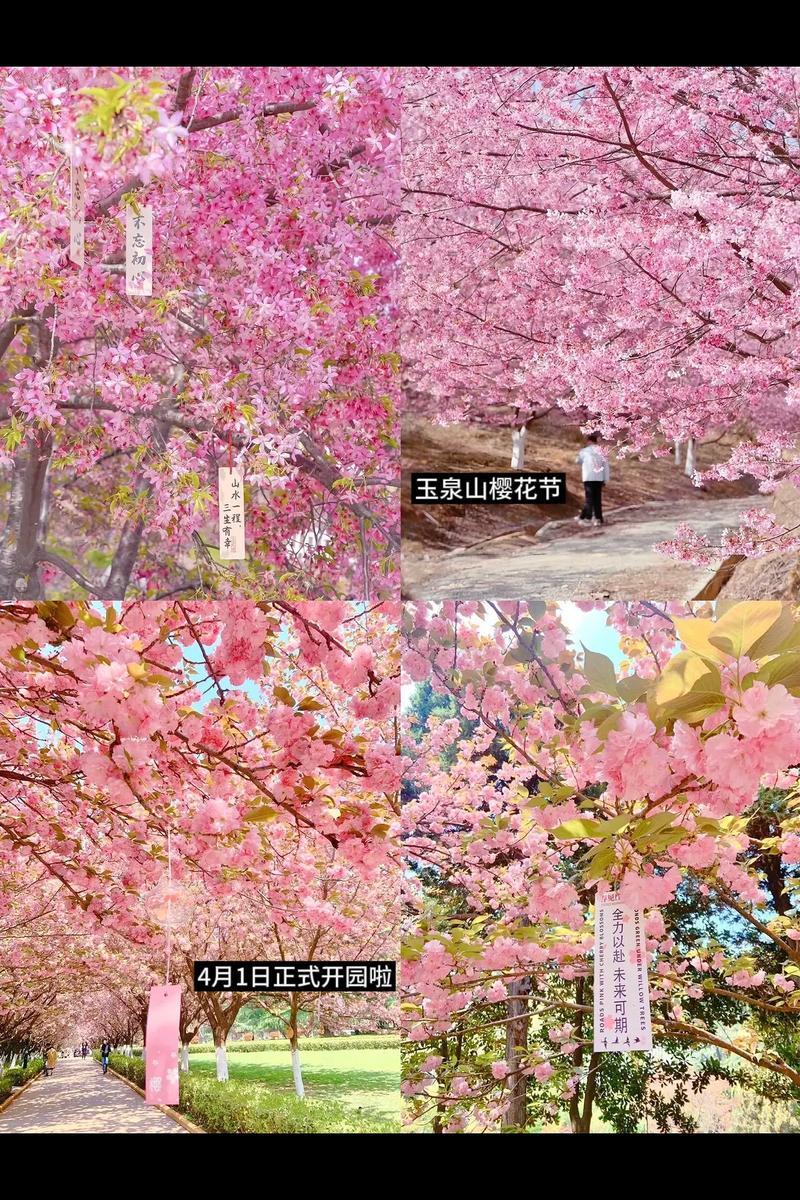 4月1日-5月7日，憑玉泉山櫻花節(jié)門票可免費乘坐太原公交常規(guī)線路