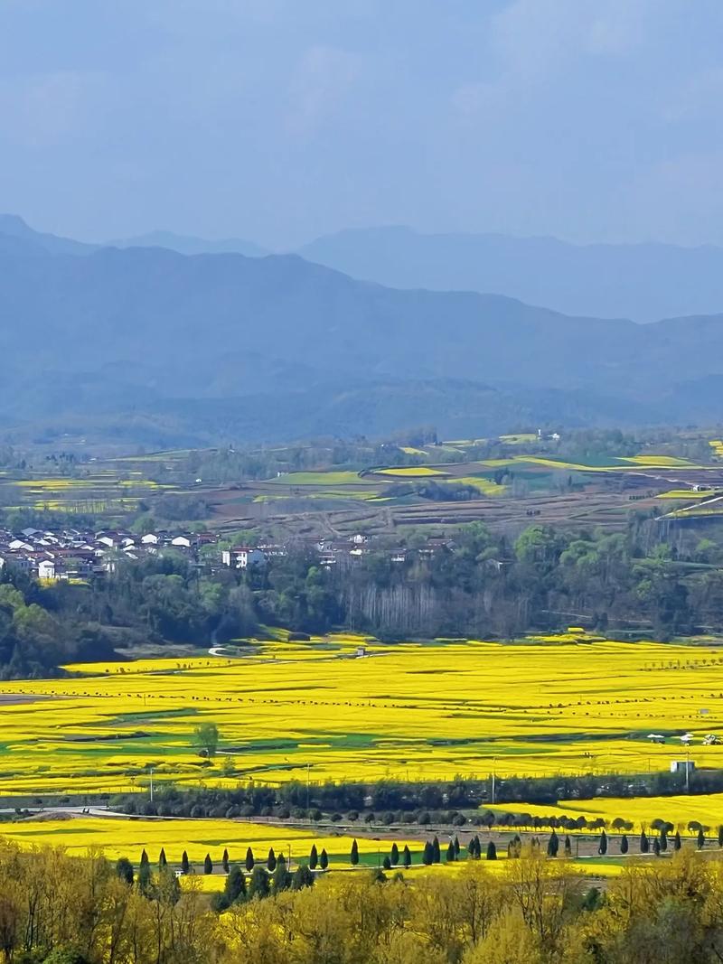 漢中油菜花這幾個(gè)地方，你一定要來(lái)！