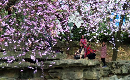 樂(lè)昌市云巖鎮(zhèn)紫荊花海扮靚山林