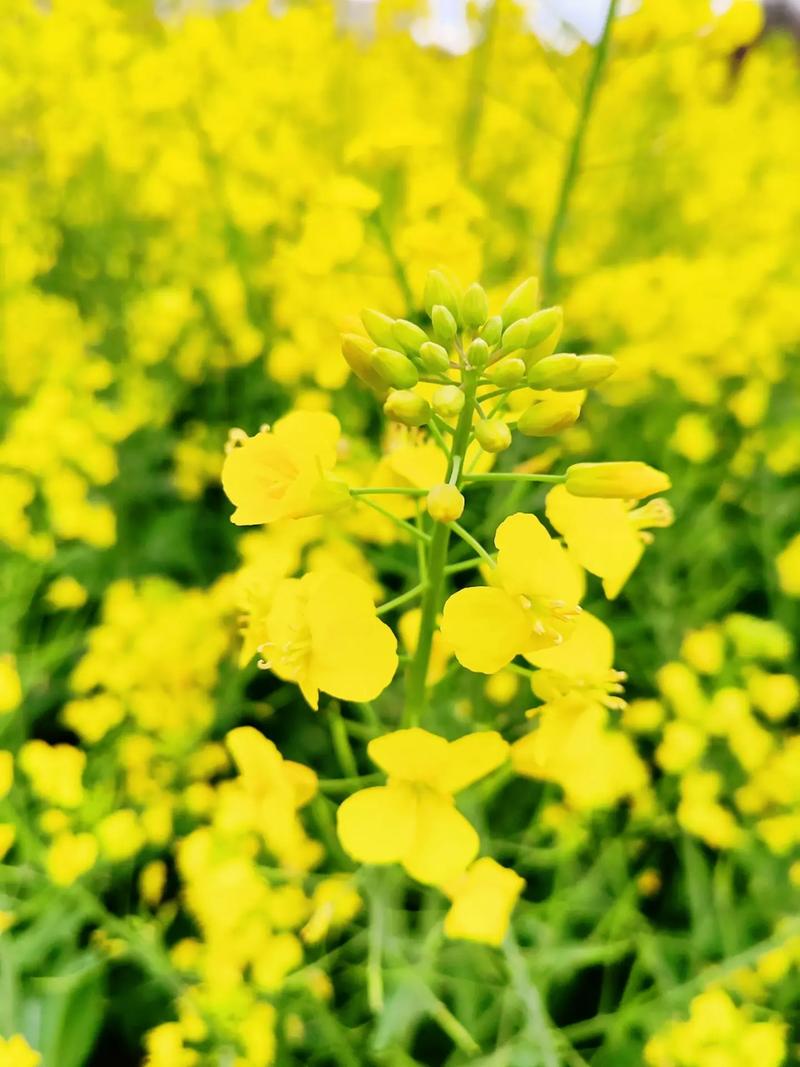 油菜花，一次性滿(mǎn)足你對(duì)春天的所有想象，籬落疏疏一徑深