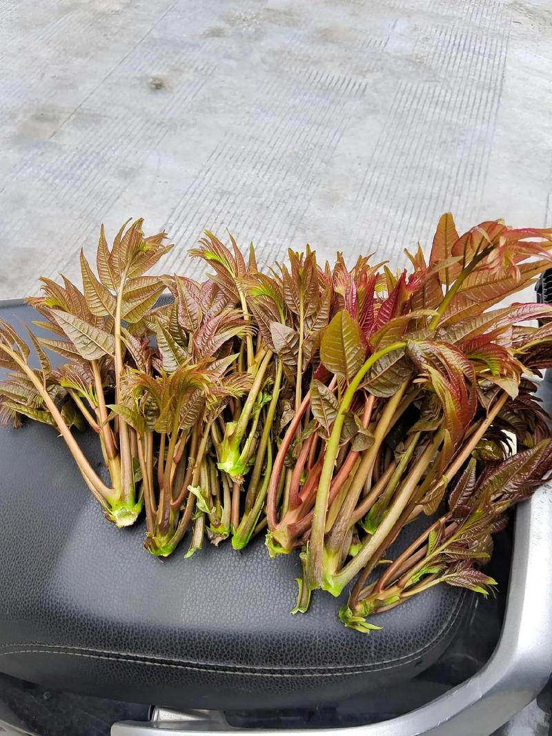 春天一定要吃的5種"芽"錯(cuò)過再等一年！別不信