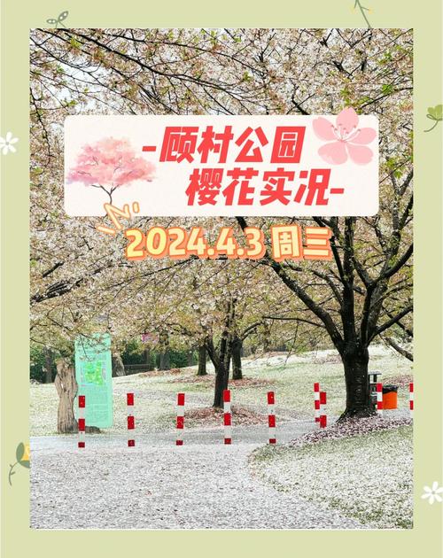 降溫20℃九級大風(fēng)，櫻花櫻花你還好嗎？