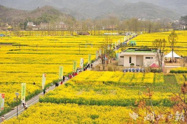 奔跑在金色花海！宜昌南埡花田親子跑跑出春日美好
