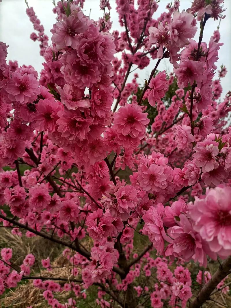 暖暖的春風(fēng)迎面吹桃花朵朵開(kāi) 又是一年桃花開(kāi) 靜看花開(kāi)花落