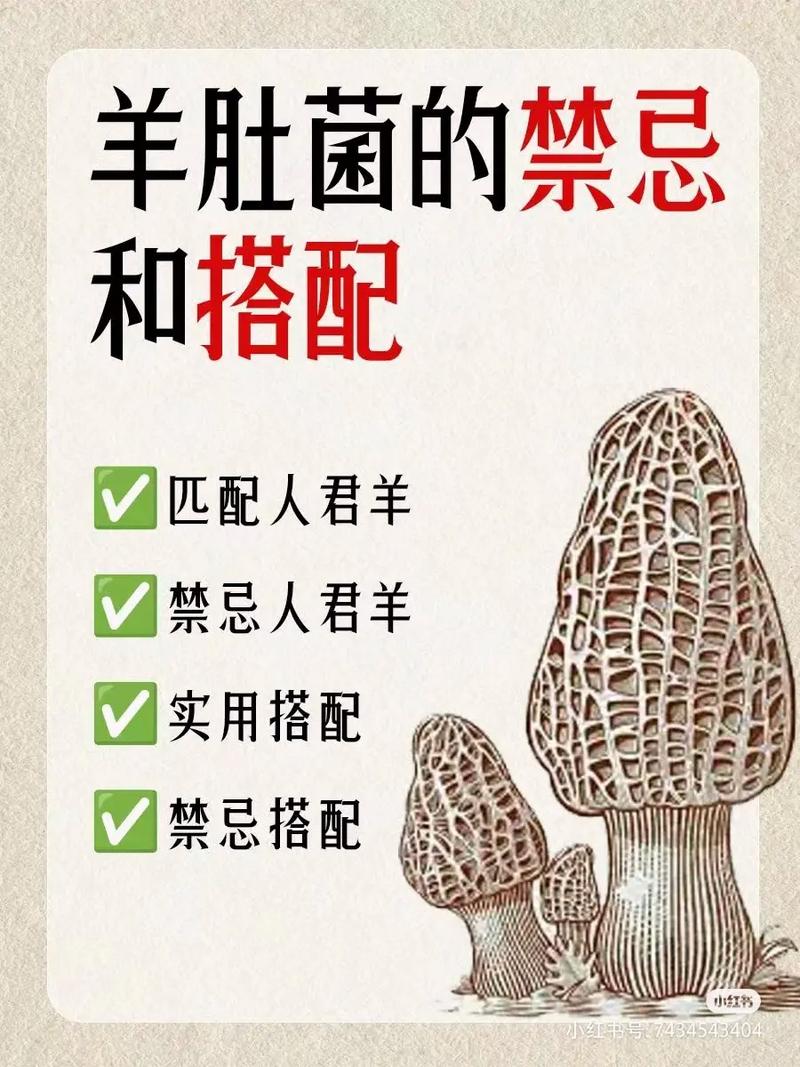 羊肚菌美味無比，但食用前要警惕！你知道這些禁忌和正確吃法嗎？