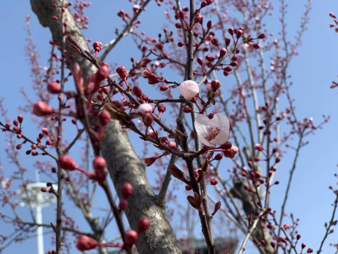 靈臺：一城花開，滿目溫柔