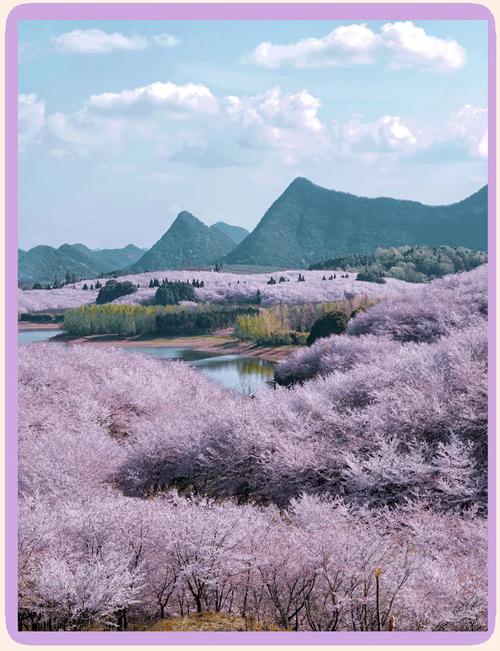 不出湖南賞櫻海！70畝夢(mèng)幻花田承包你的整個(gè)春天
