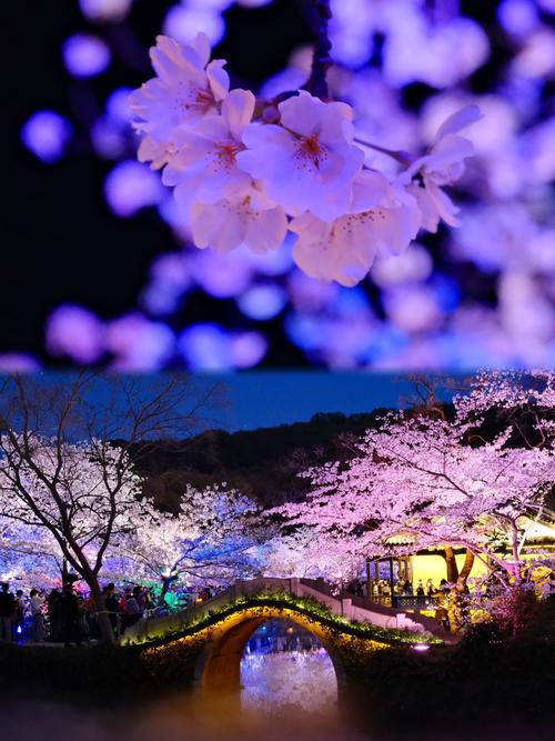 黿頭渚夜櫻，這里是你的浪漫櫻花打卡圣地