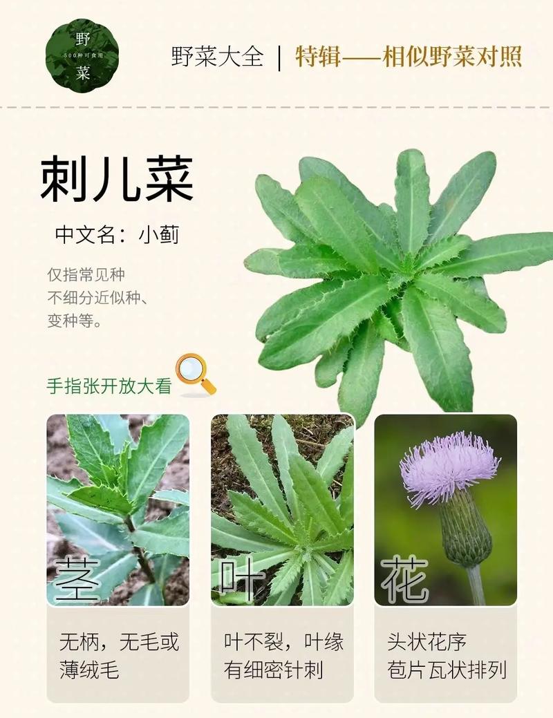 春日限定！這8種野菜正鮮嫩，營養(yǎng)高還免費！健康嘗鮮必看