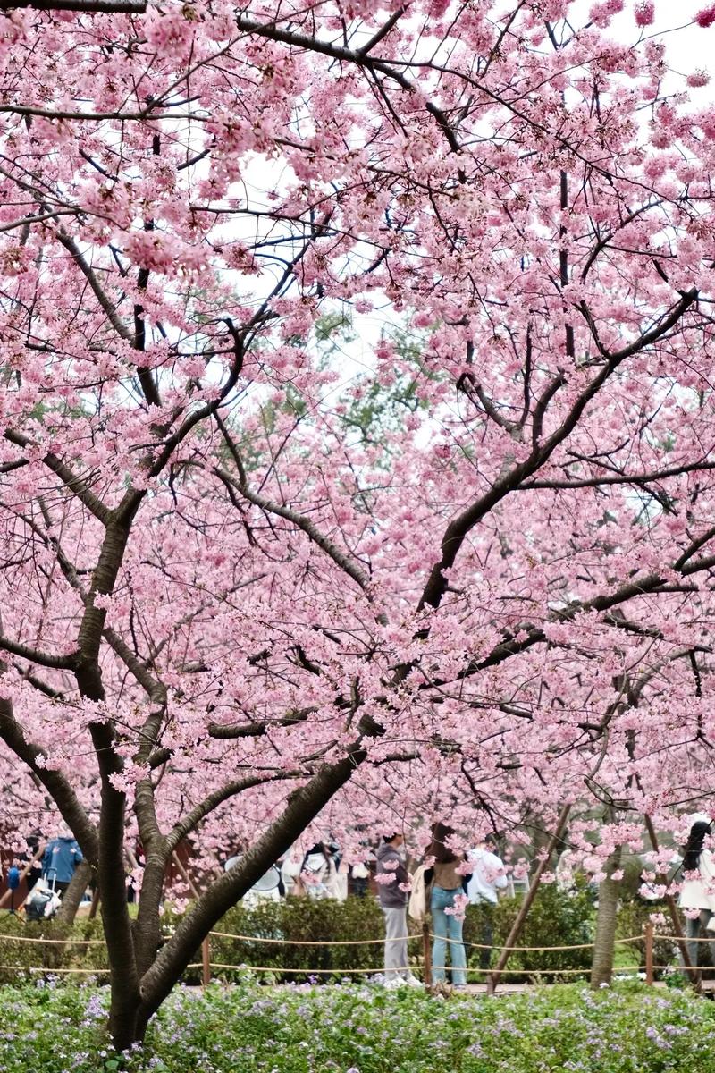 打卡東湖櫻花園，花海中的真實(shí)賞花之旅！