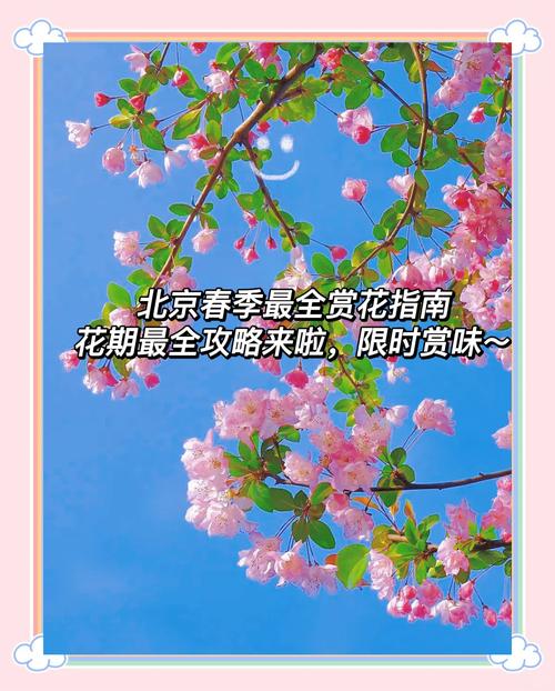 昌平開啟“云賞花”直播，網(wǎng)友共赴春日之約