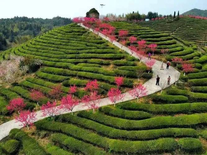 邵武市高峰村景區(qū)：桃花灼灼 茶山春色正濃#春天 賞花春游好去處