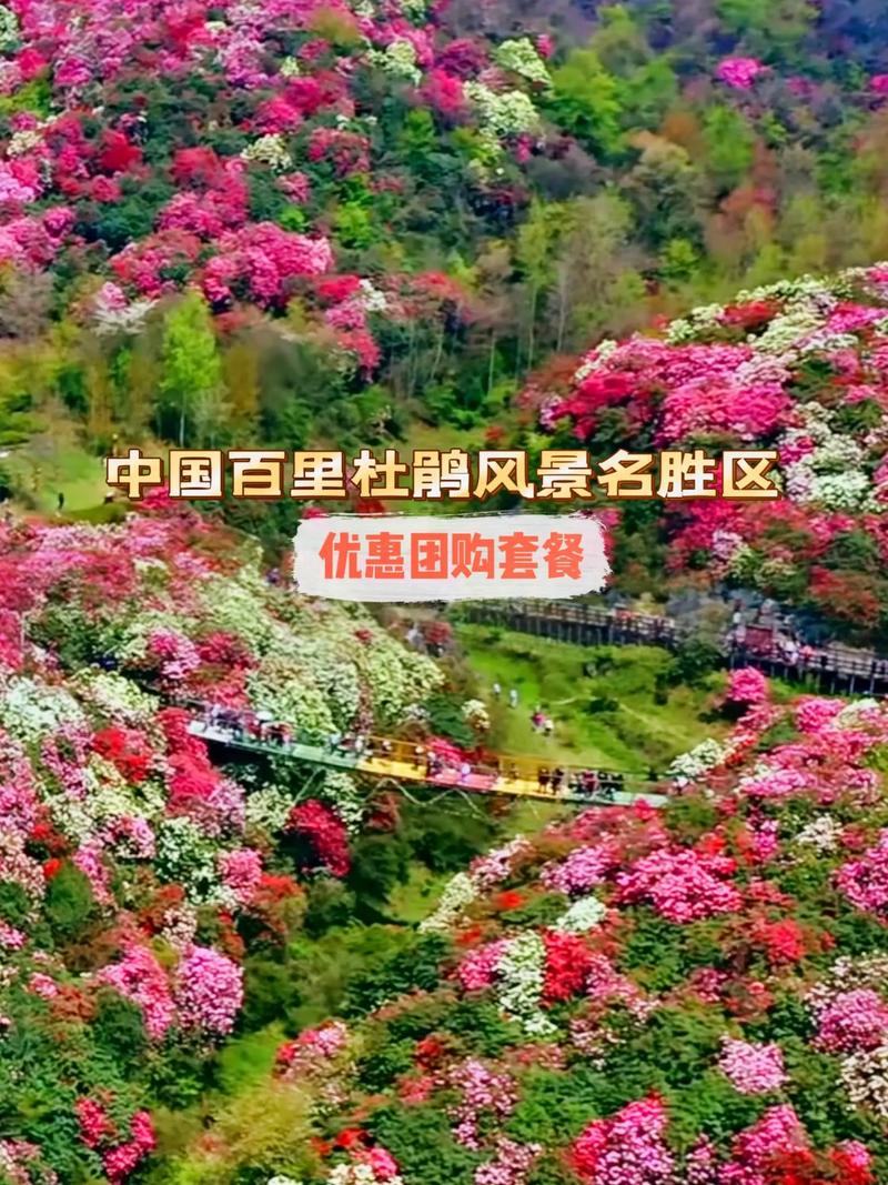 現(xiàn)在的百里杜鵑，大部分都開始冒花芽了#帶你去旅行#跟我走遍中國