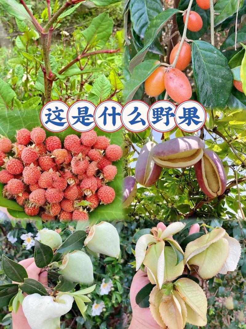 農(nóng)村地頭的小野果你吃過幾種呢？