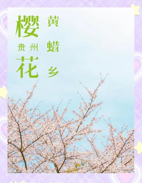 黃臘萬(wàn)畝櫻花園 2025年3月28日貴州黃臘櫻花園實(shí)況#貴州旅游