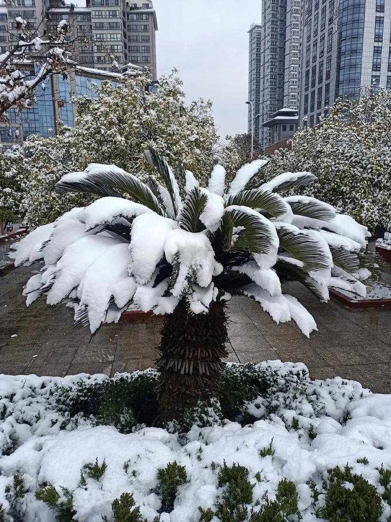 實(shí)拍！漢中多地迎來(lái)降雪！