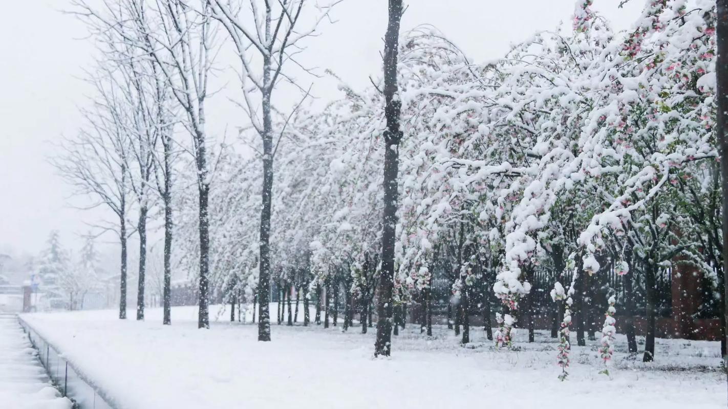 當百花山遇到三月雪 三月的雪 突如其來的一場雪