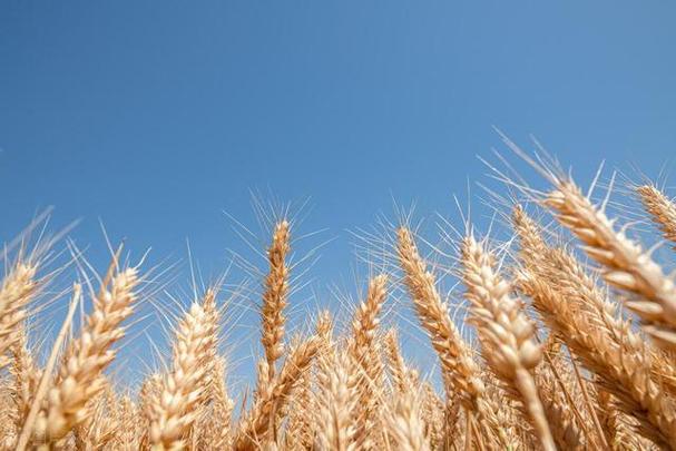 哀嚎一片！小麥這次要徹底跌入“無底洞”2025年3月29日