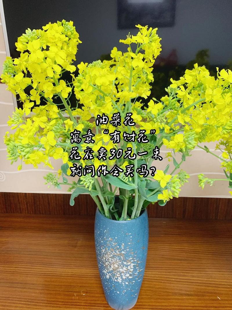 油菜花，有財(cái)花”有才華”