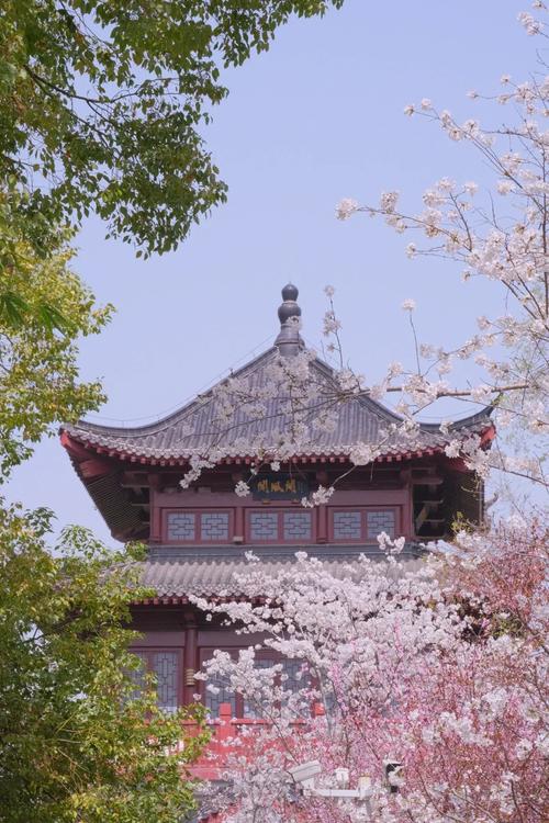 湖北武漢堤角公園：櫻花開了，門口市民、商販云集，生意興隆！