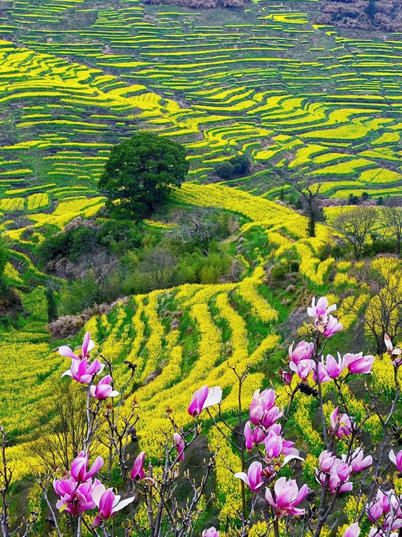 婺源春日，油菜花金黃