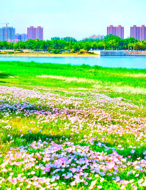 博覽組圖丨 淄”味浪漫來襲！藍天白云 花海刷屏！