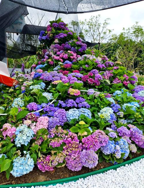 花境大賽 絕美開展，南寧市民游客可于即日起至5月5日期間在南湖公園菩提園觀賞