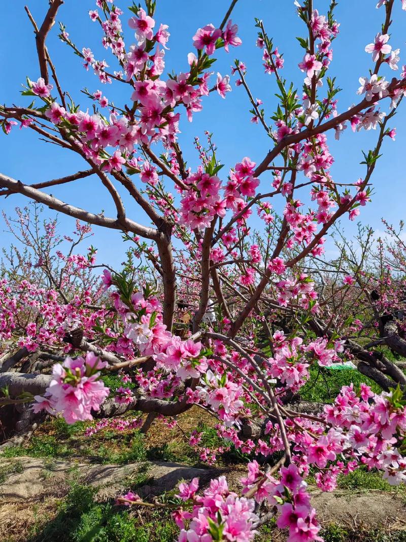 #爛漫春光好 賞花正當(dāng)時(shí) 中原地區(qū)獨(dú)具特色的“一園雙花