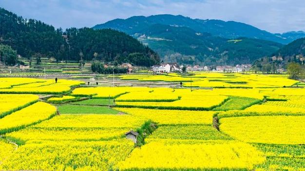 油菜花開的季節(jié)，最美花海季，漢中勉縣龍灣