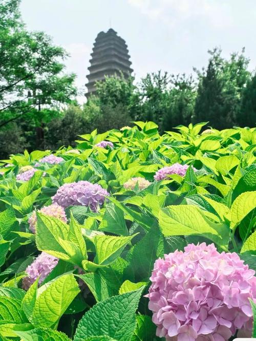 3月28日開園！白鷺洲解鎖新疆春日頂流：沙海相間，錯過等一年！