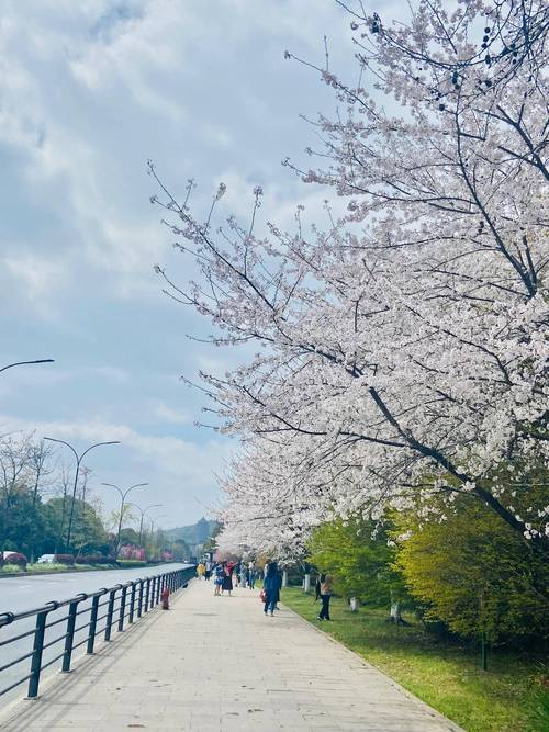 杭州白塔公園里的櫻花海棠花盛放，火車花下過美的熱鬧看完醉了