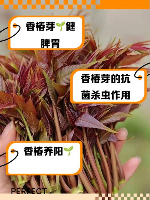 春吃芽，這3種“春菜”快給孩子們安排，現(xiàn)在吃正當(dāng)時，錯過太可惜！