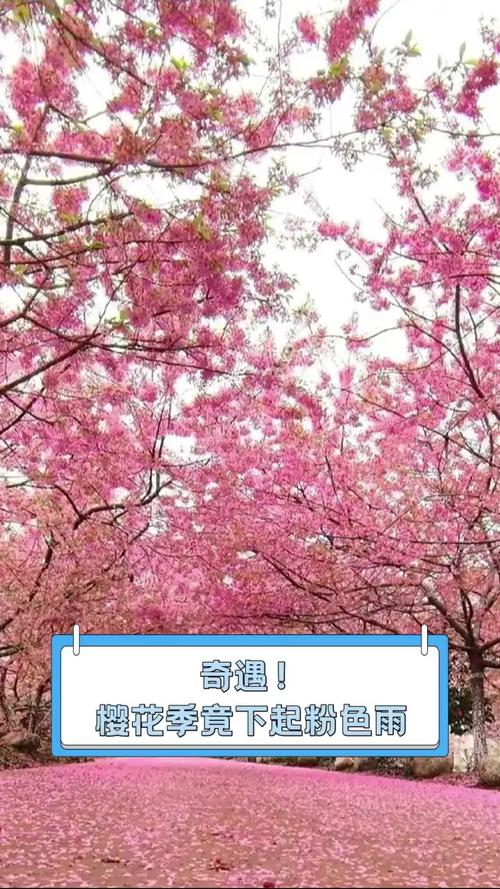 無錫的櫻花，叫跑腿也要去看?？靵砗炇諏儆谀愕摹胺凵嬗觥? width=