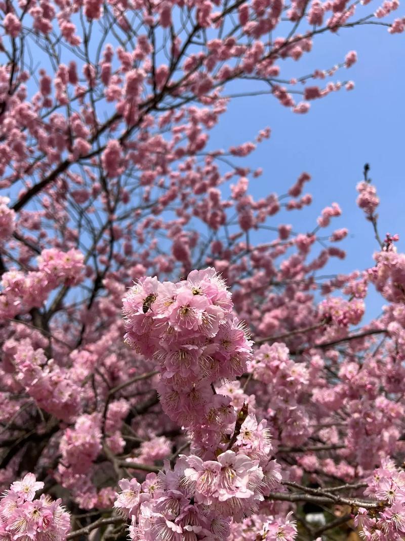 這個周末再不去賞花，今年這個春天就已經(jīng)快過完了
