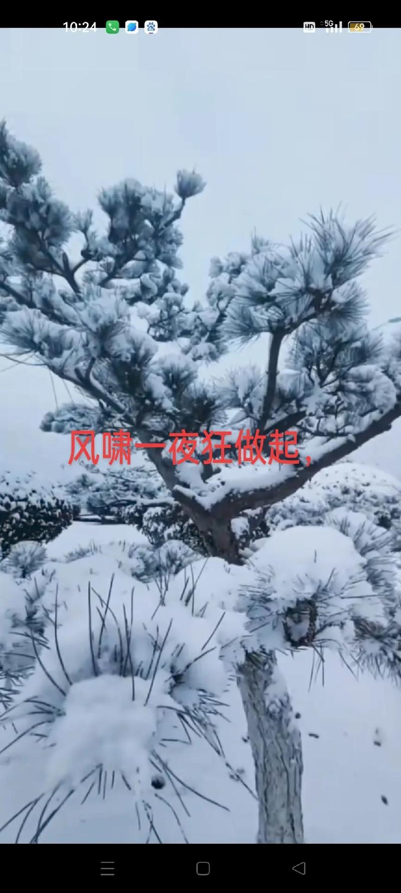 早上，冷冷的風吹落了櫻花滿地飛，倒春寒真的好冷啊