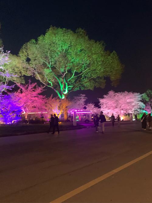 （江蘇周市櫻花園）昆山最大櫻花主題公園，早櫻正盛開，夜色美妙