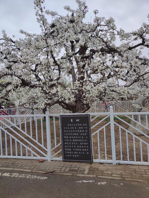 泰安市岱岳區(qū)第三屆梨花節(jié)啟幕在即，梨樹花開正艷