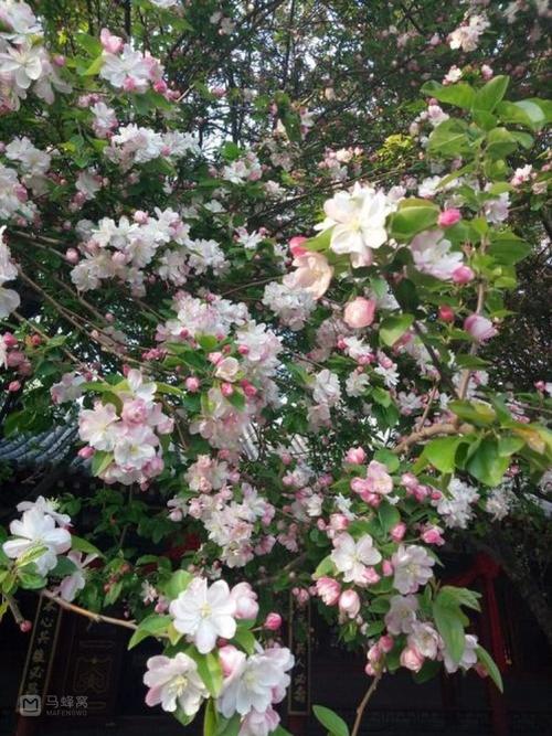 濟(jì)南趵突泉萬竹園內(nèi)海棠花