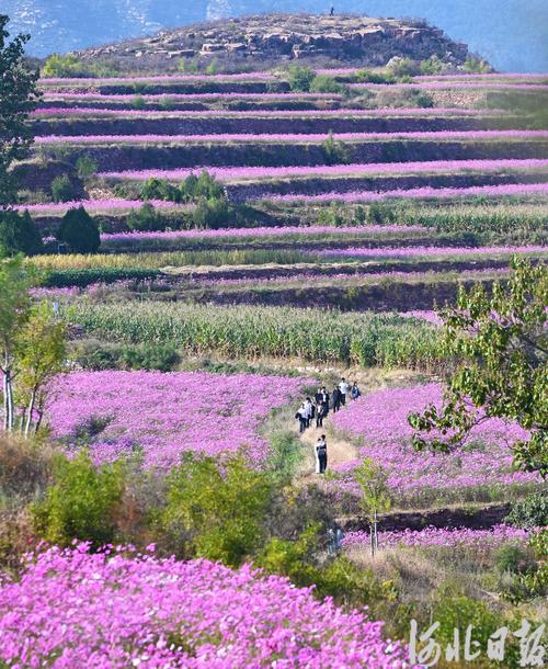 鄒平市臨池鎮(zhèn)：穿過白云山隧道 與梯田花海撞個滿懷
