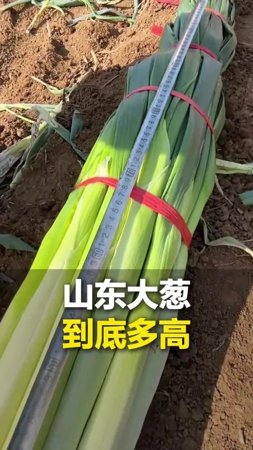 山東蔬菜產(chǎn)量第一，大蔥能達2.6米，為啥能長這么高？